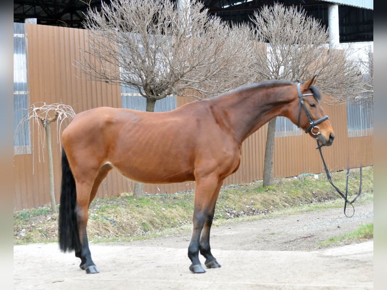 Austrian Warmblood Mare 11 years 16,3 hh Brown in Schattendorf