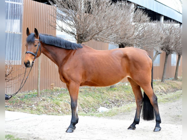 Austrian Warmblood Mare 11 years 16,3 hh Brown in Schattendorf