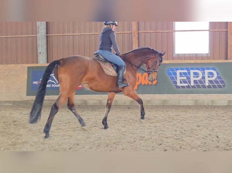 Austrian Warmblood Mare 11 years 16,3 hh Brown in Schattendorf