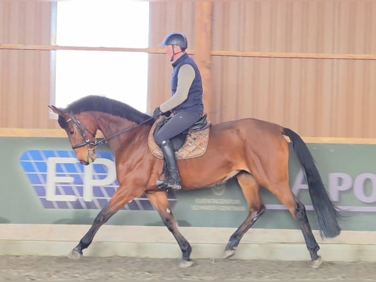 Austrian Warmblood Mare 11 years 16,3 hh Brown in Schattendorf