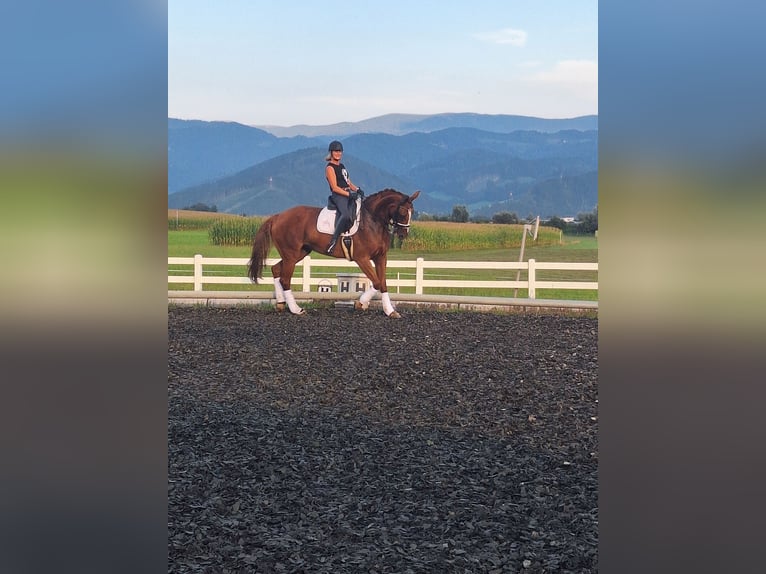 Austrian Warmblood Mare 11 years 17 hh Chestnut-Red in Sachendorf