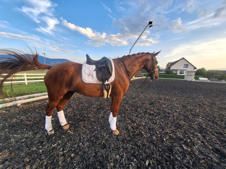 Austrian Warmblood Mare 11 years 17 hh Chestnut-Red in Sachendorf