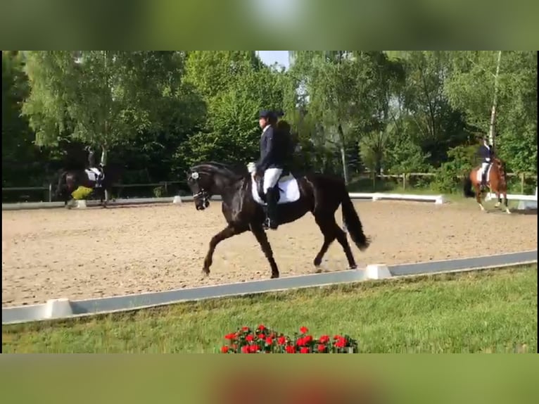 Austrian Warmblood Mare 12 years 16,1 hh Black in Kremsmünster