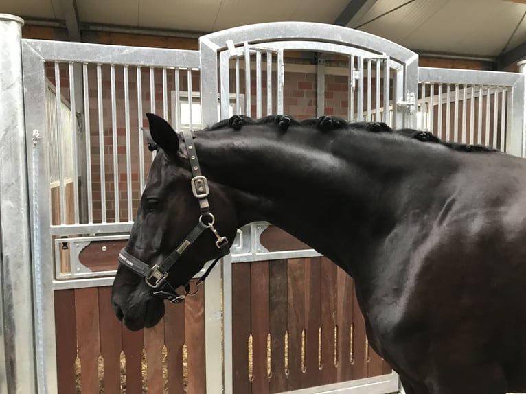 Austrian Warmblood Mare 12 years 16,1 hh Black in Kremsmünster