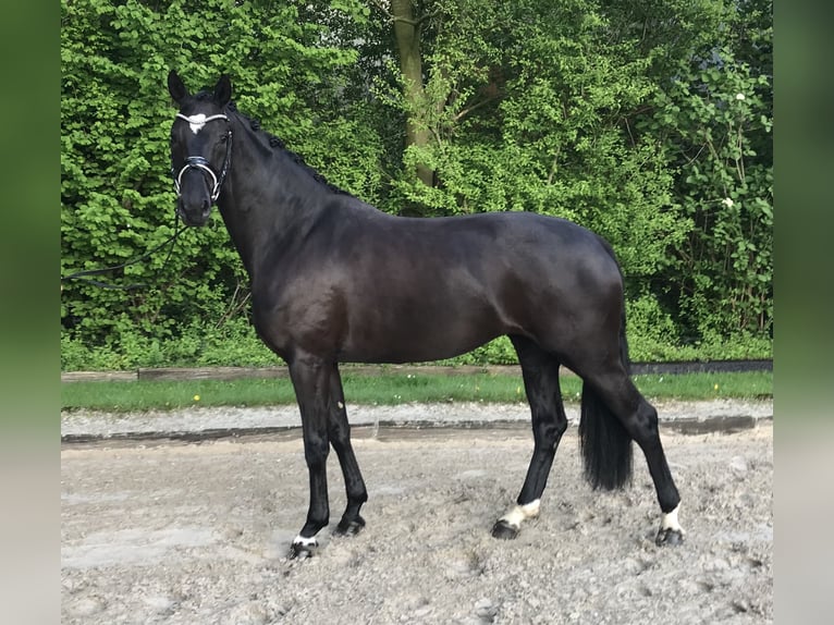 Austrian Warmblood Mare 12 years 16,1 hh Black in Kremsmünster