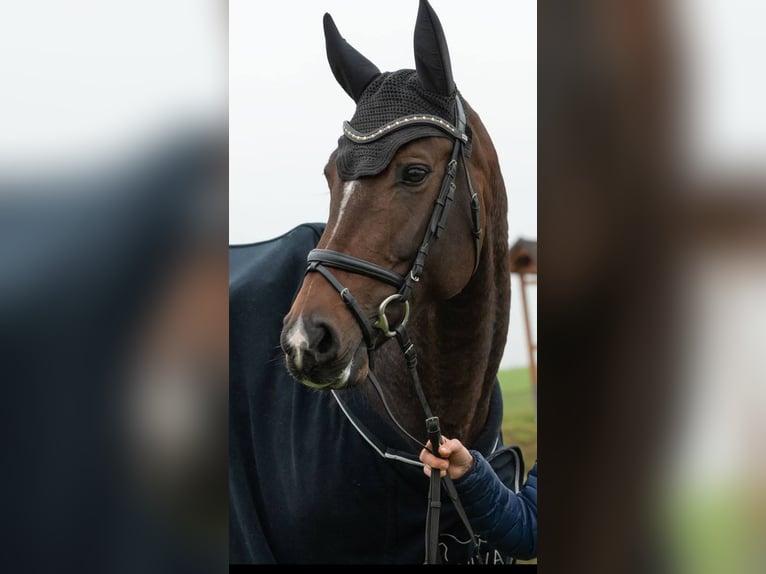 Austrian Warmblood Mare 12 years 16,1 hh in Vöcklabruck