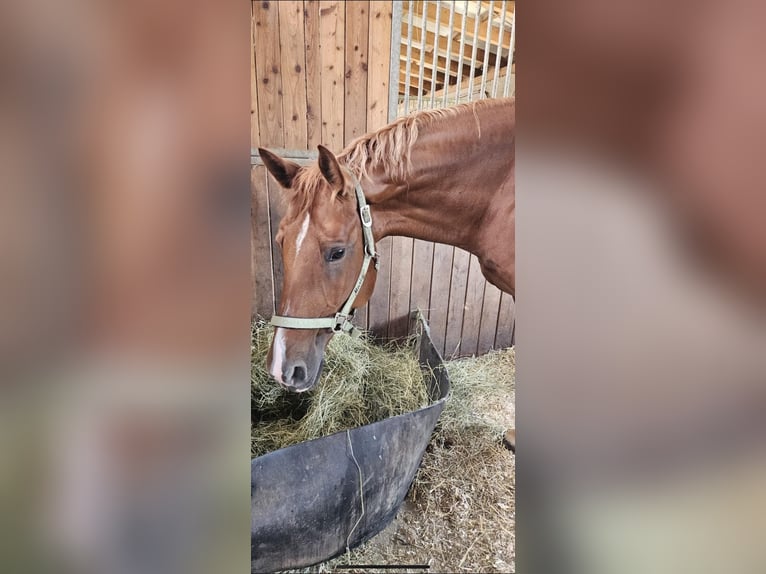 Austrian Warmblood Mare 12 years 16 hh Chestnut-Red in UntergriesbachUntergriesbach