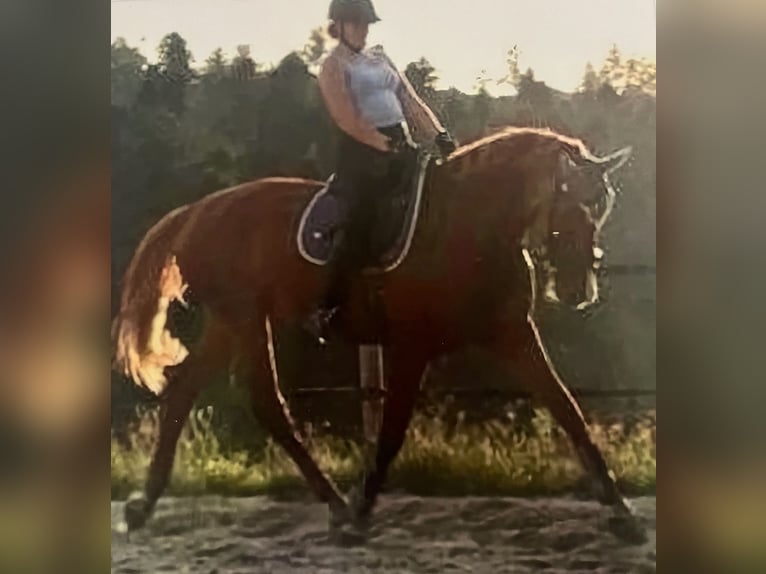 Austrian Warmblood Mare 12 years 16 hh Chestnut-Red in UntergriesbachUntergriesbach