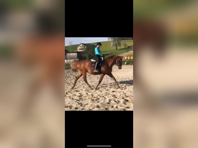 Austrian Warmblood Mare 12 years 16 hh Chestnut-Red in UntergriesbachUntergriesbach