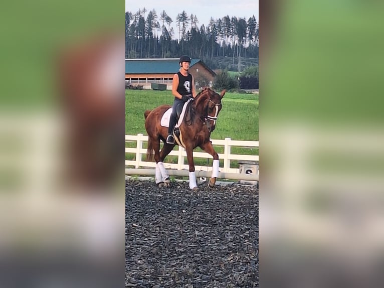 Austrian Warmblood Mare 12 years 17 hh Chestnut-Red in Sachendorf