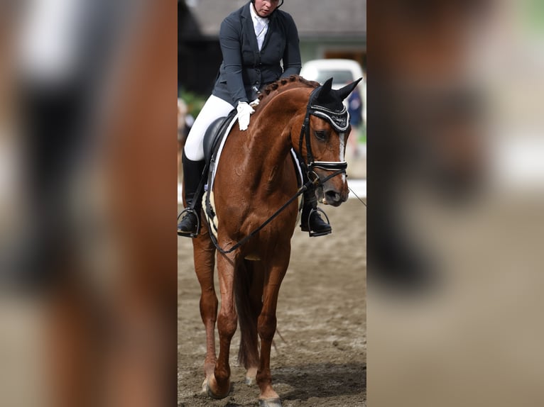 Austrian Warmblood Mare 12 years 17 hh Chestnut-Red in Sachendorf