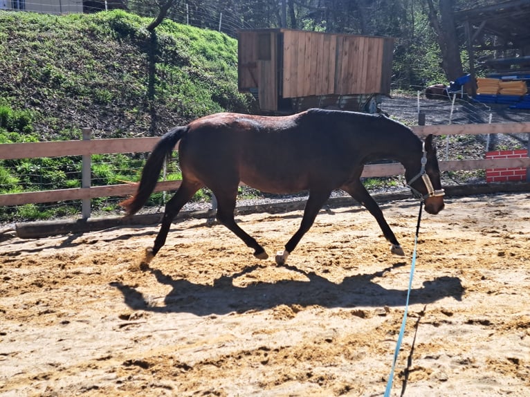 Austrian Warmblood Mare 12 years Bay-Dark in Eichgraben