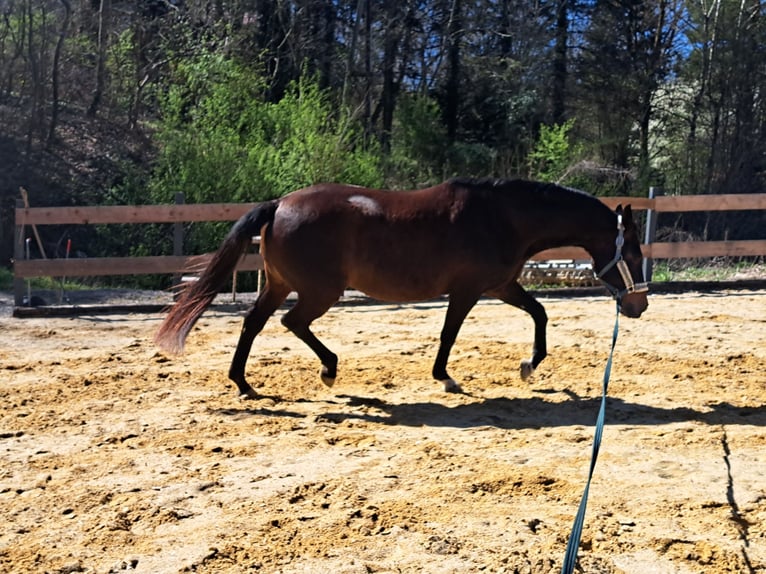 Austrian Warmblood Mare 12 years Bay-Dark in Eichgraben