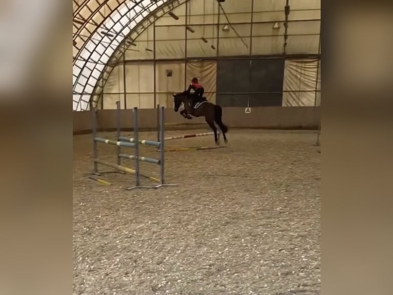 Austrian Warmblood Mare 12 years Bay-Dark in St.Marein bei Graz
