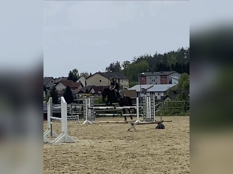 Austrian Warmblood Mare 12 years Bay-Dark in St.Marein bei Graz