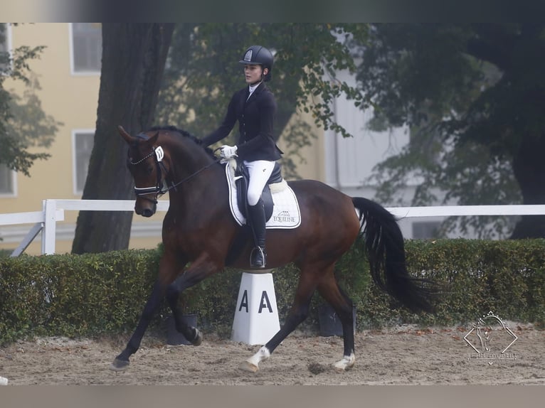Austrian Warmblood Mare 12 years Brown in Bad Hall