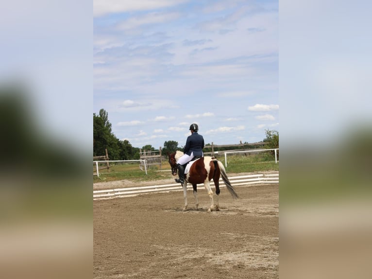 Austrian Warmblood Mare 13 years 15,2 hh Pinto in Berndorf