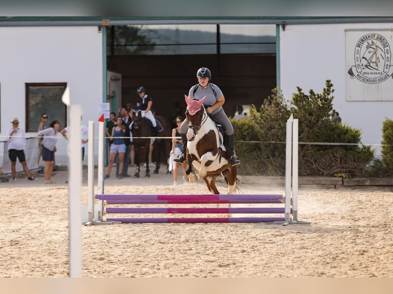 Austrian Warmblood Mare 13 years 15,2 hh Pinto in Berndorf