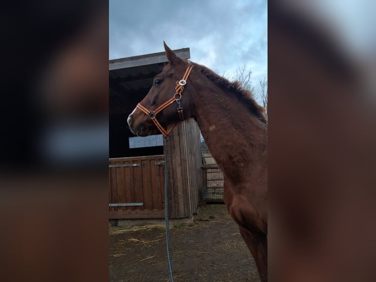 Austrian Warmblood Mare 13 years 15,3 hh Chestnut-Red in Warmsroth