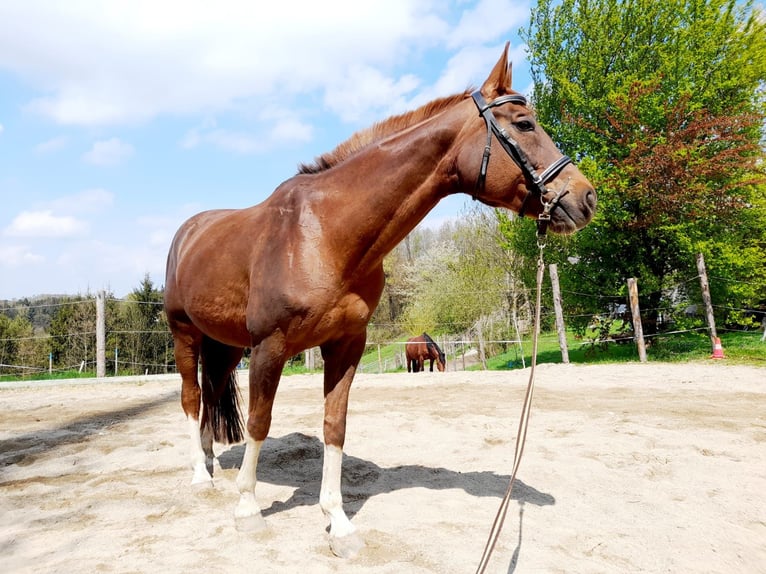 Austrian Warmblood Mare 13 years 15,3 hh Chestnut-Red in Warmsroth