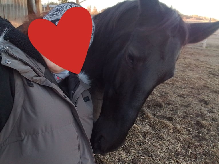 Austrian Warmblood Mare 13 years 15,1 hh Black in Königsbrunn am Wagram