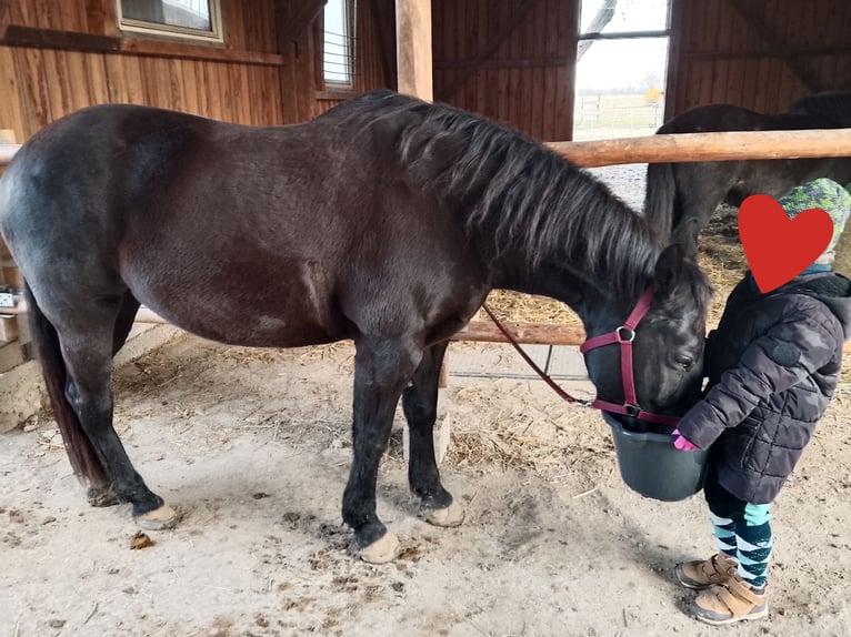 Austrian Warmblood Mare 13 years 15,1 hh Black in Königsbrunn am Wagram