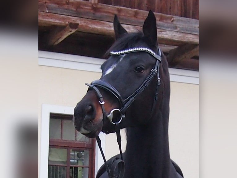 Austrian Warmblood Mare 13 years 15,3 hh Black in Steyr