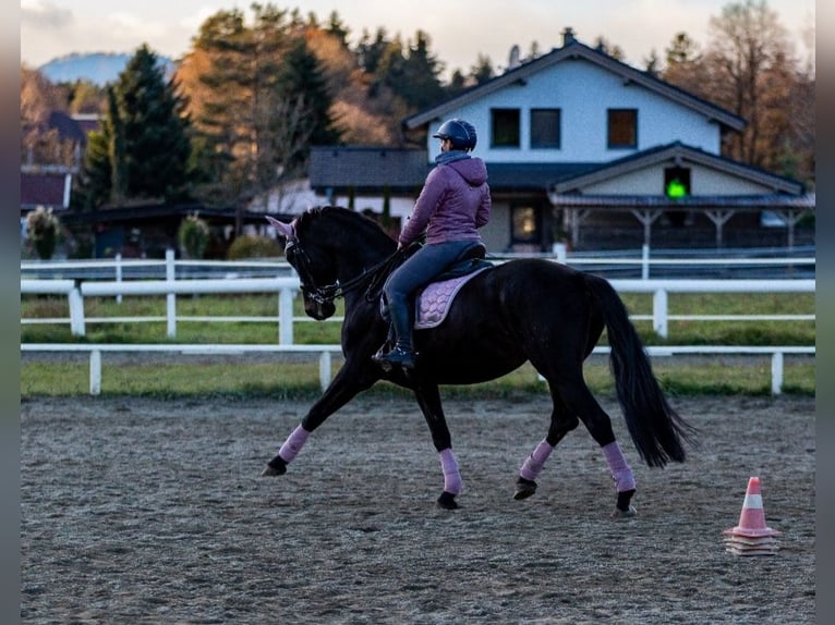 Austrian Warmblood Mare 13 years 16,1 hh Black in Poggersdorf