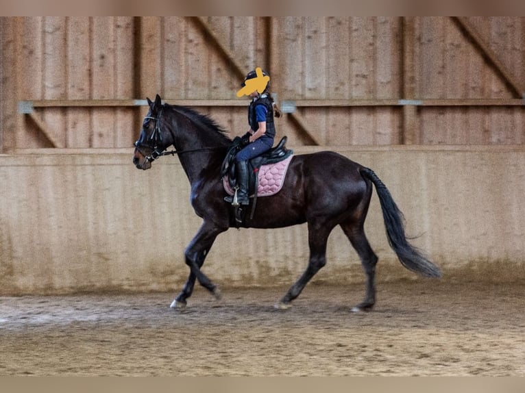 Austrian Warmblood Mare 13 years 16,1 hh Black in Poggersdorf