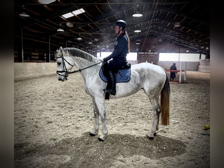 Austrian Warmblood Mare 13 years 16,1 hh Gray in Pelmberg