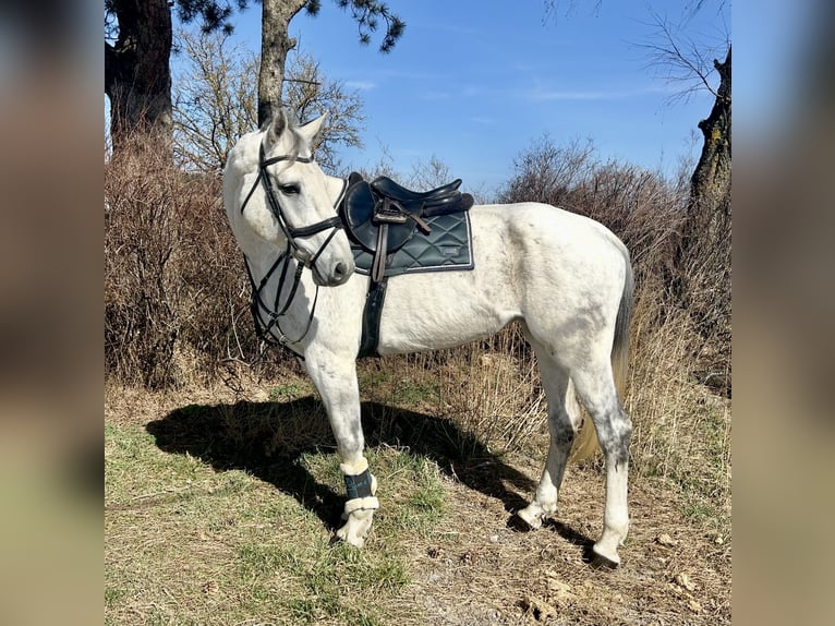 Austrian Warmblood Mare 13 years 16,2 hh Gray in Pelmberg