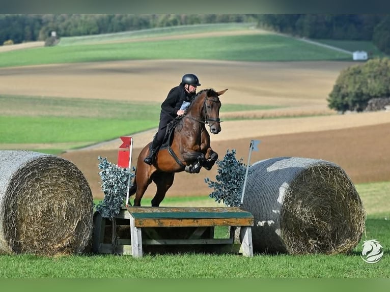 Austrian Warmblood Mare 13 years 16.3 hh Brown in Kirchbach