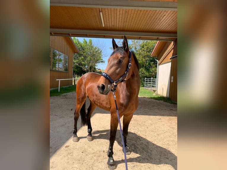 Austrian Warmblood Mare 13 years 16,3 hh Brown in Niederleis Austrian Warmblood Mare 13 years 16,3 hh Brown in Niederleis