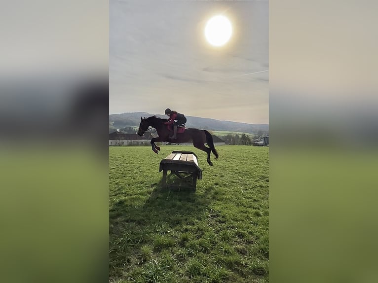 Austrian Warmblood Mare 13 years 16,3 hh Brown in Niederleis Austrian Warmblood Mare 13 years 16,3 hh Brown in Niederleis