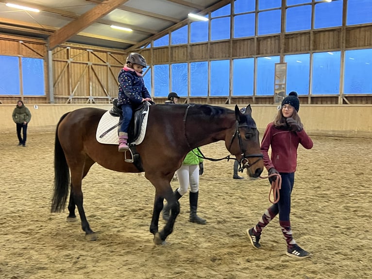 Austrian Warmblood Mare 13 years 16,3 hh Brown in Niederleis Austrian Warmblood Mare 13 years 16,3 hh Brown in Niederleis