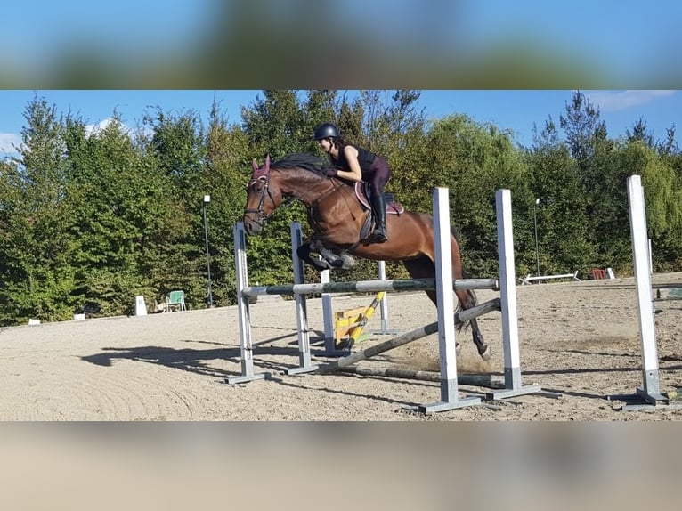 Austrian Warmblood Mare 13 years 16,3 hh Brown in Niederleis Austrian Warmblood Mare 13 years 16,3 hh Brown in Niederleis