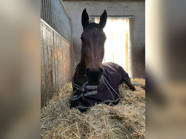 Austrian Warmblood Mare 13 years 16,3 hh Brown in Niederleis Austrian Warmblood Mare 13 years 16,3 hh Brown in Niederleis