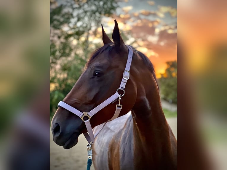 Austrian Warmblood Mare 13 years 16,3 hh Brown in Niederleis Austrian Warmblood Mare 13 years 16,3 hh Brown in Niederleis