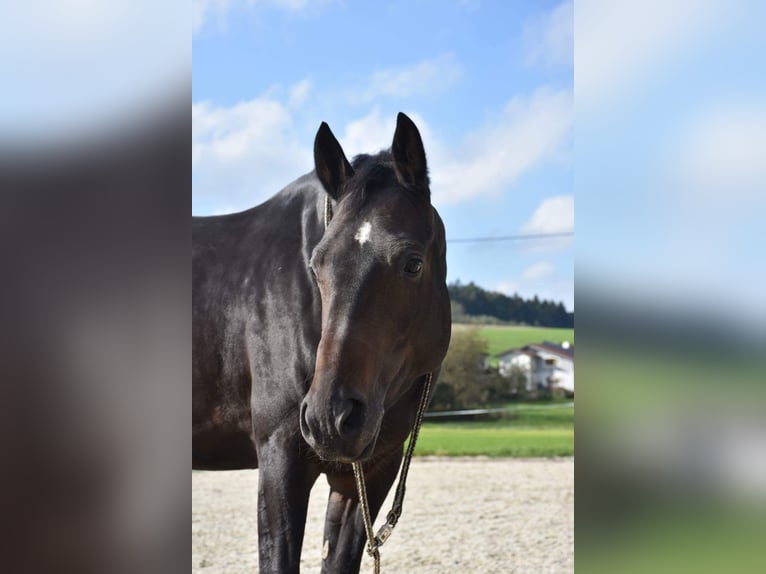 Austrian Warmblood Mare 14 years 15,2 hh Bay-Dark in Neuhofen i.I.