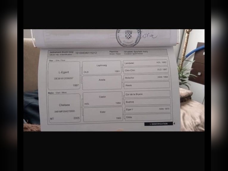 Austrian Warmblood Mare 14 years 16.1 hh Bay-Dark in Villach