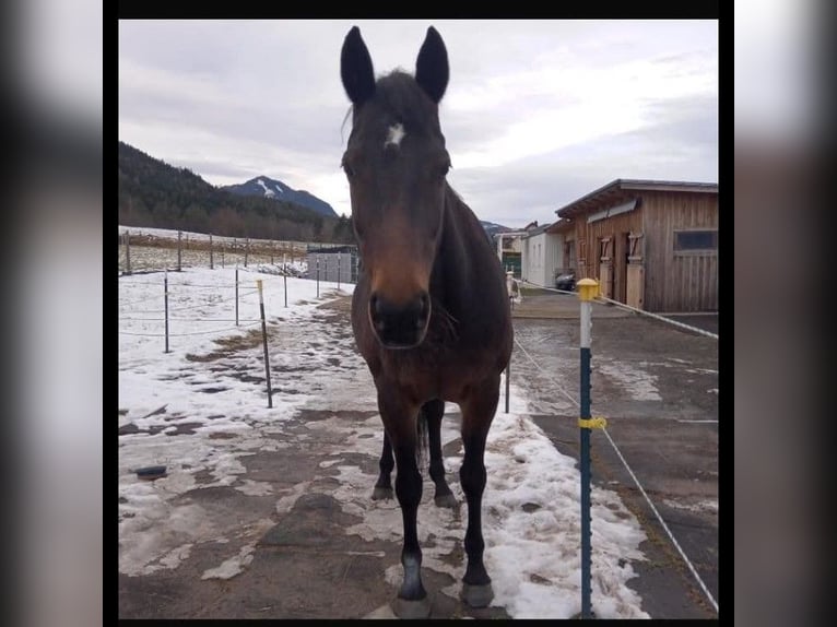 Austrian Warmblood Mare 14 years 16.1 hh Bay-Dark in Villach