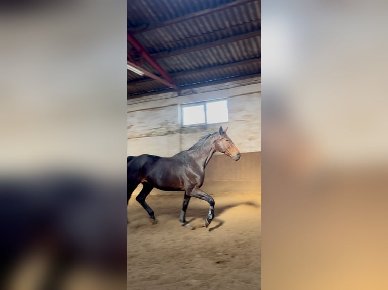 Austrian Warmblood Mare 14 years 16.1 hh Brown in Kaarst