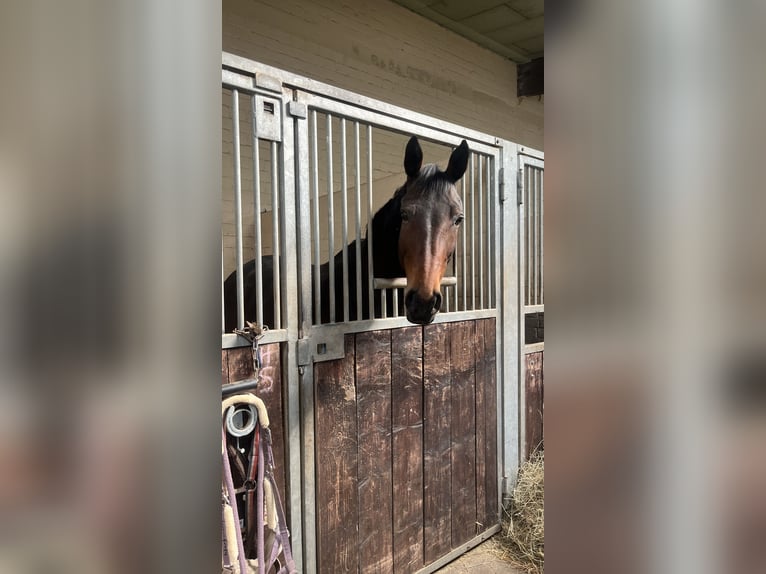 Austrian Warmblood Mare 14 years 16.1 hh Brown in Kaarst