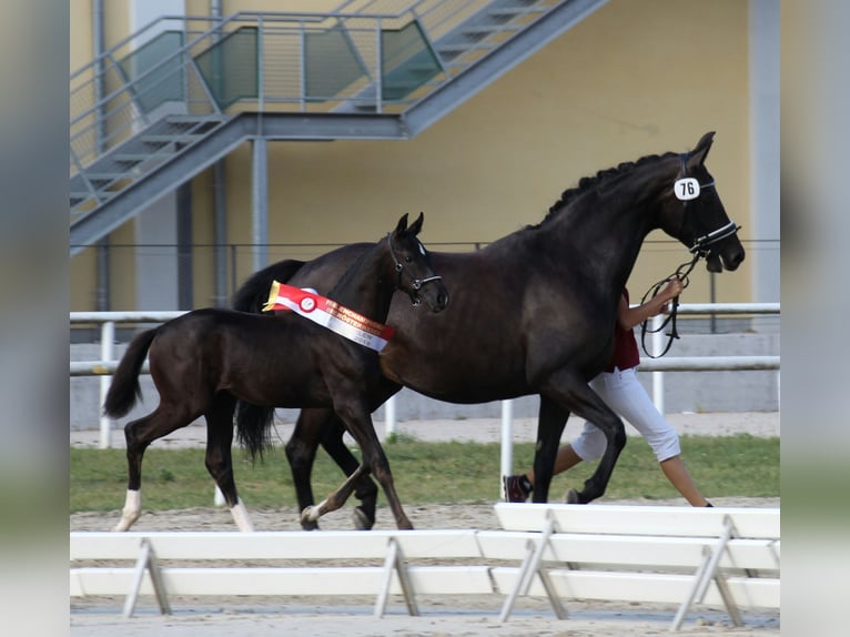 Austrian Warmblood Mare 14 years 16,1 hh Smoky-Black in Tragwein