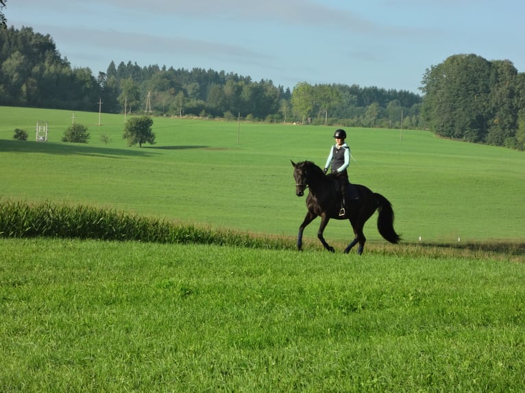 Austrian Warmblood Mare 14 years 16,1 hh Smoky-Black in Tragwein