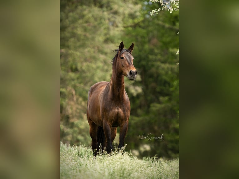 Austrian Warmblood Mare 14 years 16.2 hh Brown in Bad Waltersdorf