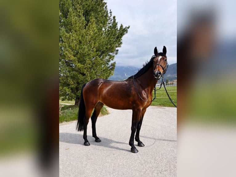Austrian Warmblood Mare 14 years 16.2 hh Brown in Hopfgarten im Brixental