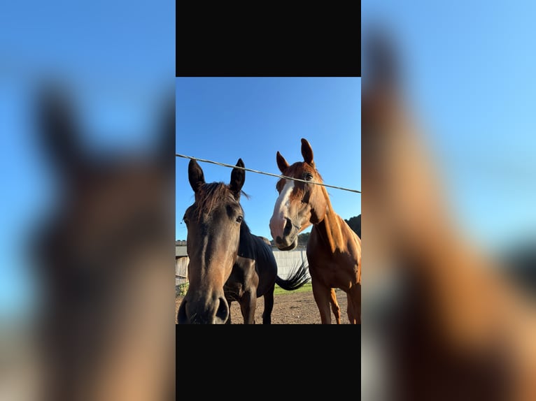 Austrian Warmblood Mare 14 years 16.3 hh Chestnut-Red in Riegersburg