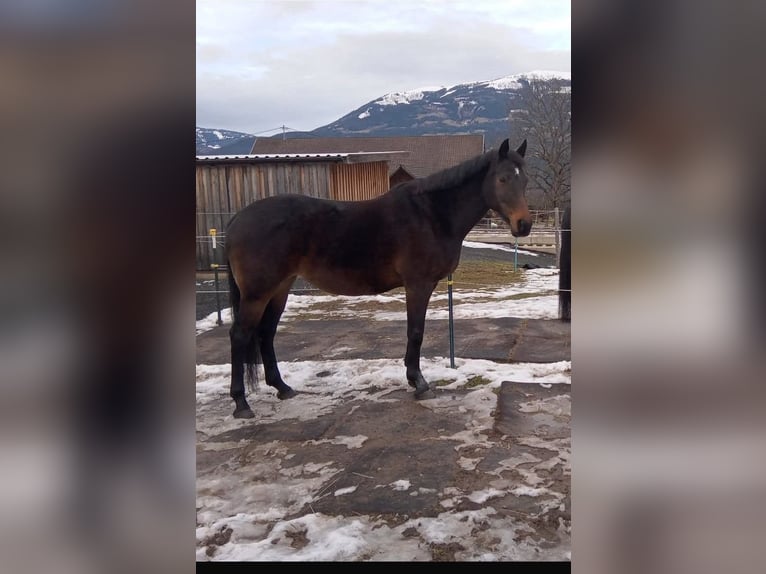 Austrian Warmblood Mare 14 years 16,1 hh Bay-Dark in Villach