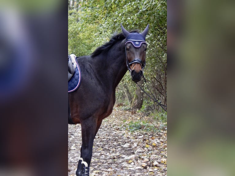 Austrian Warmblood Mare 14 years 16,1 hh Brown in Kaarst